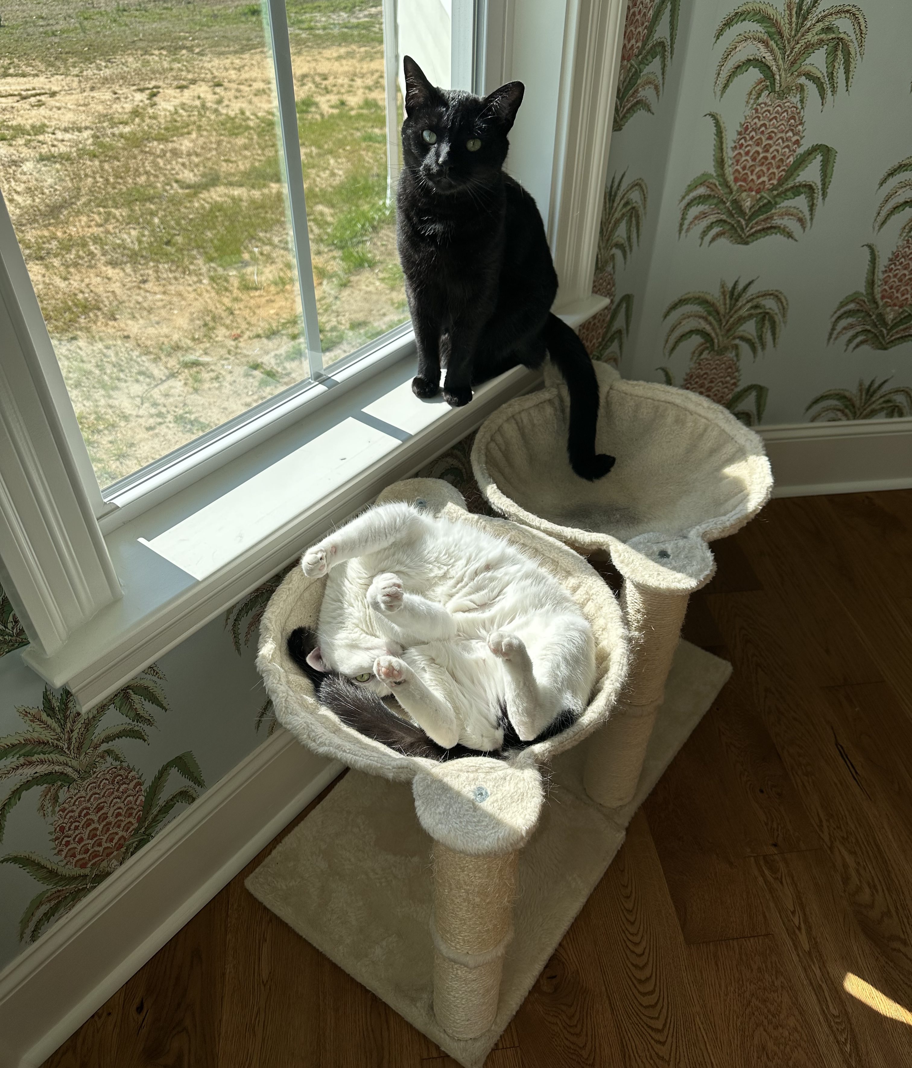 Emma and Boo in their cozy cat hammock